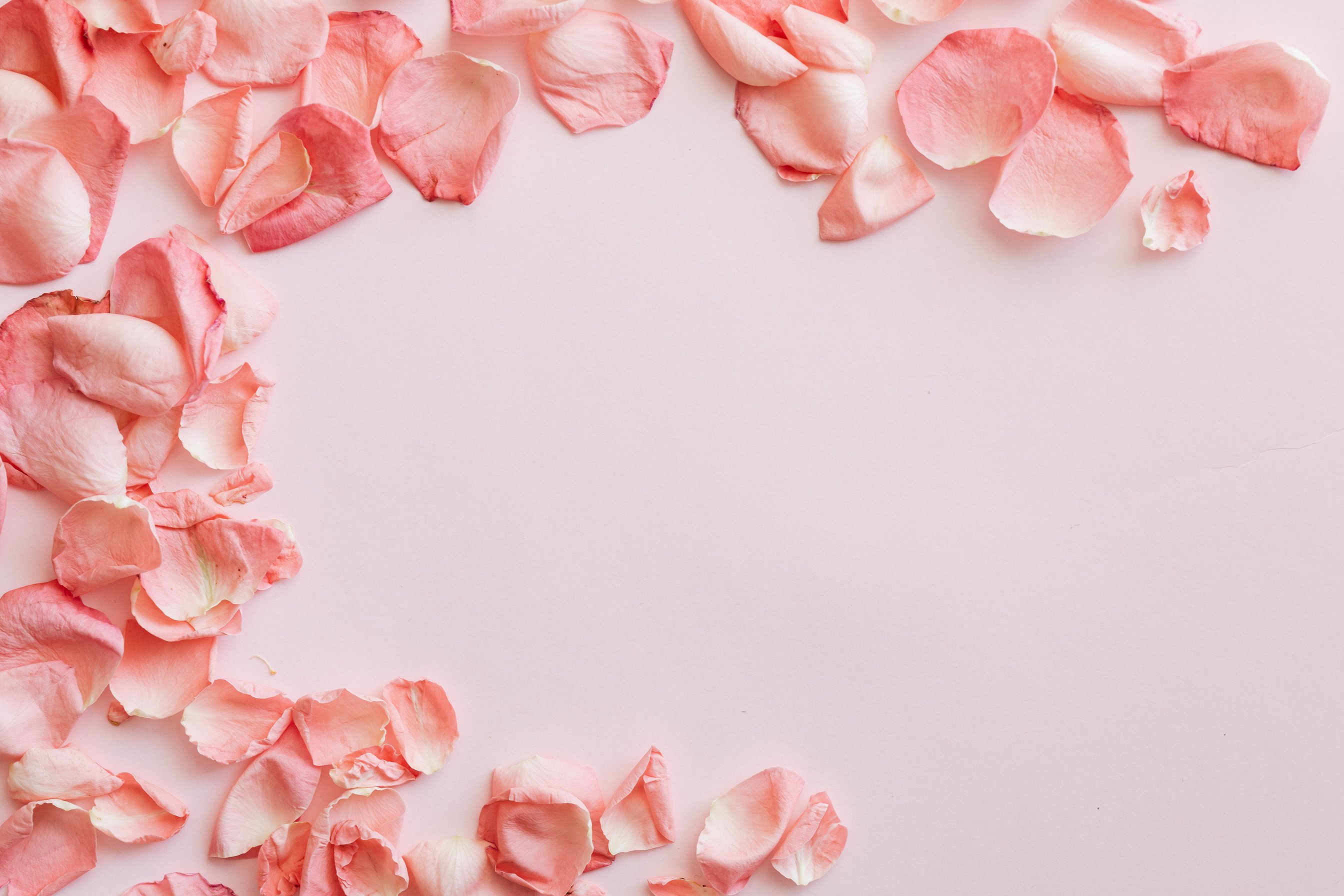 Pink Rose Petals on Pink Surface 